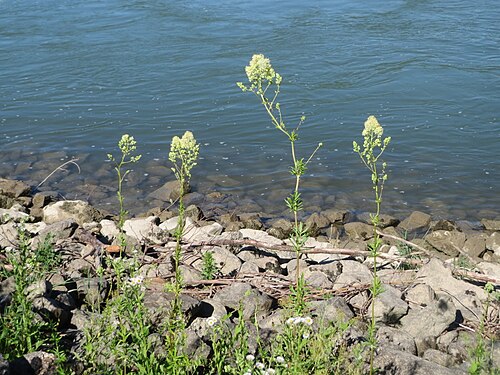 Common meadow-rue: Gelbe Wiesenraute ( Thalictrum flavum ) am Rhein bei Altlußheim