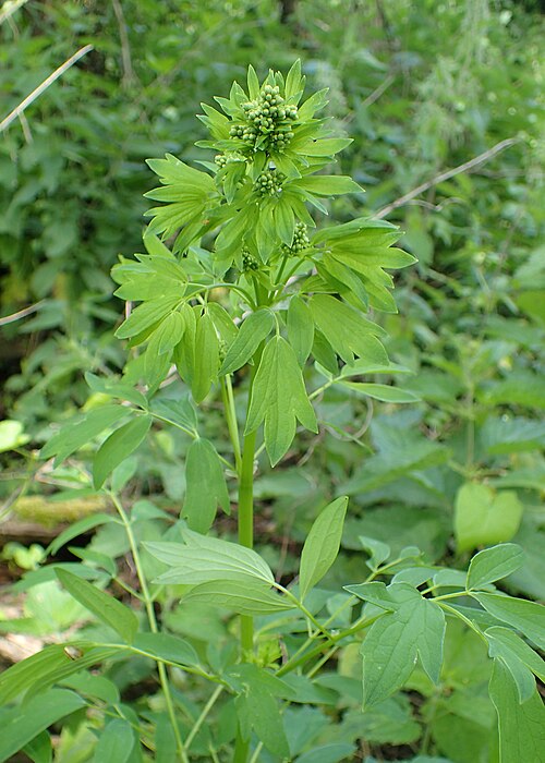 Common meadow-rue: Thalictrum flavum in Czechów near Gorzów Wlkp., W Poland