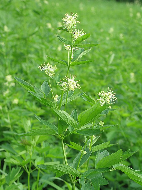 Common meadow-rue: Common meadow-rue ( Thalictrum flavum ), Biedensand natural reserve near Lampertheim , Hesse , Germany