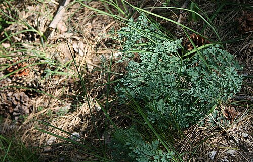 Lesser meadow-rue: Kleine Wiesenraute ( Thalictrum minus subsp. majus , = subsp. pseudominus ), Hahnenfußgewächse (Ranunculaceae) - Ungarn/Magyarország/Hungary: Pest megye, Szénás