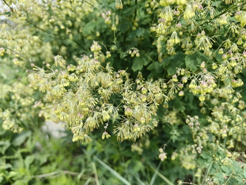 Lesser meadow-rue (Thalictrum minus)