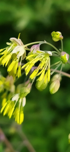 Lesser meadow-rue (Thalictrum minus)