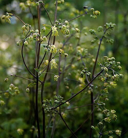 Lesser meadow-rue: Ísland , Akureyri Botanical Gardens: Kleine_Wiesenraute_
