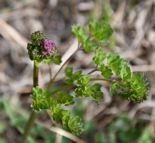 Lesser meadow-rue (Thalictrum minus)