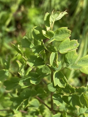 Lesser meadow-rue (Thalictrum minus)