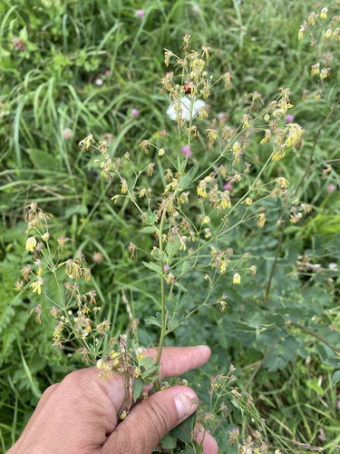 Lesser meadow-rue (Thalictrum minus)