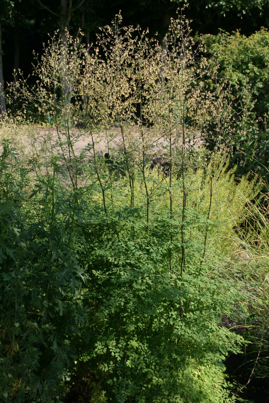 Lesser meadow-rue: Thalictrum minus : Habit.