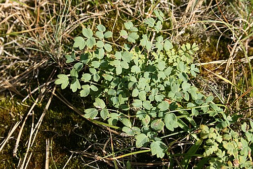 Lesser meadow-rue: Thalictrum minus: Foliage