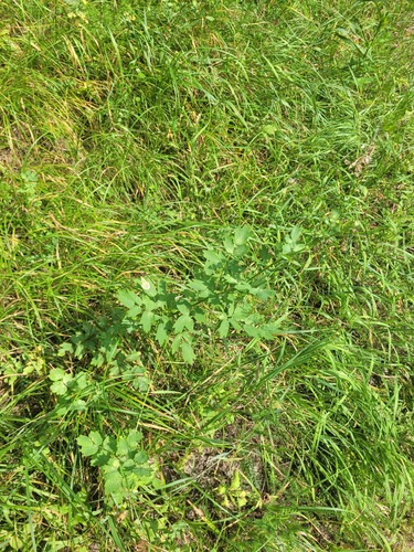 Lesser meadow-rue (Thalictrum minus)