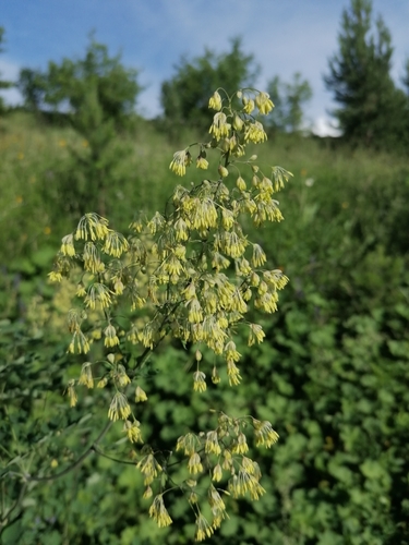 Lesser meadow-rue (Thalictrum minus)