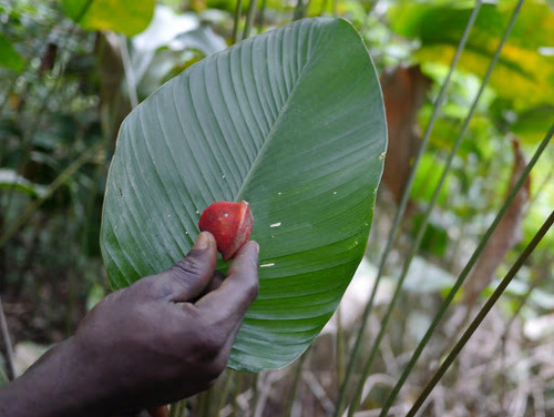Miracle fruit (Thaumatococcus daniellii)