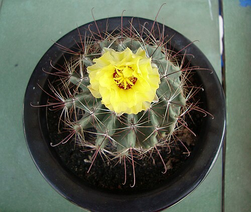 Miniature barrel cactus: Gai móc hoa vàng