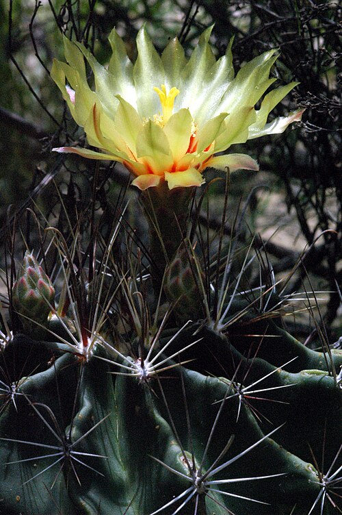Miniature barrel cactus: Thelocactus setispinus . Location: “Several of these in the brush on the old raised road/railroad bed at Evans Creek.” – That's in Val Verde County, Texas.