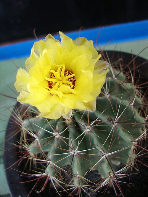 Miniature barrel cactus: Gai móc hoa vàng