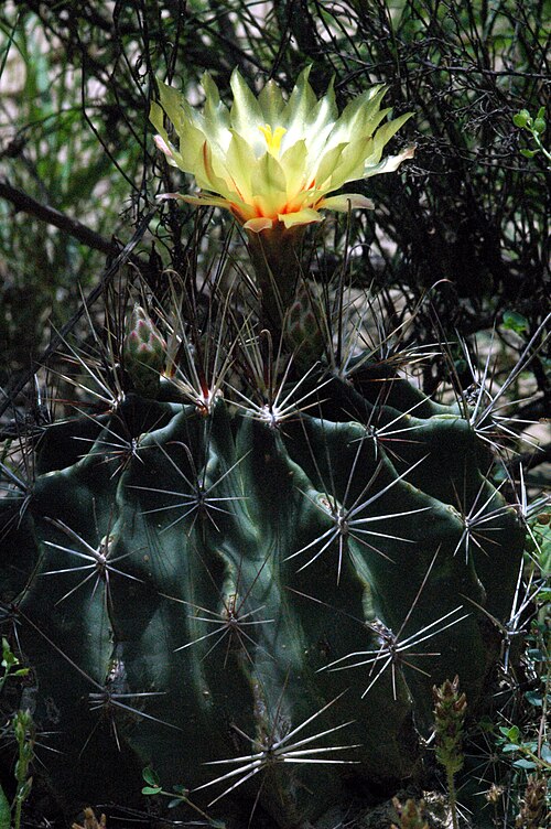 Miniature barrel cactus: The photographers' image title and description: “Hedgehog (Thelocactus setispinus) . Several of these in the brush on the old raised road/railroad bed at Evans