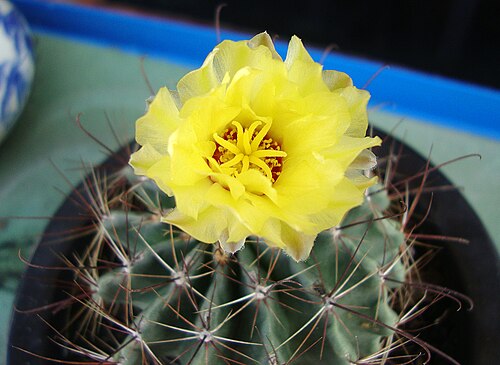 Miniature barrel cactus: Gai móc hoa vàng