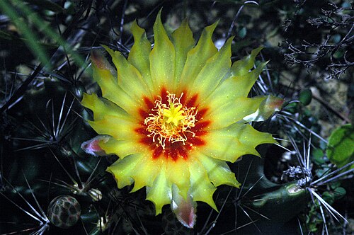 Miniature barrel cactus: Thelocactus setispinus flower. Location: “Several of these in the brush on the old raised road/railroad bed at Evans Creek.” – That's in Val Verde County, Texas
