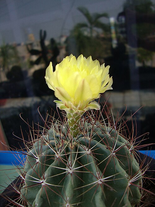 Miniature barrel cactus: Gai móc hoa vàng