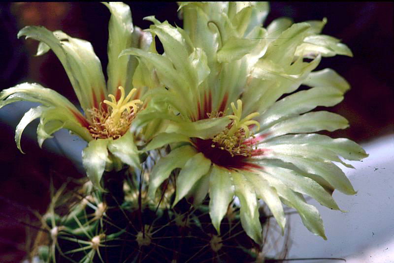 Miniature barrel cactus: Thelocactus setispinus