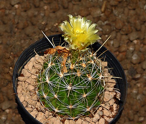 Miniature barrel cactus: Thelocactus setispinus at the Orto Botanico dell'Università di Genova