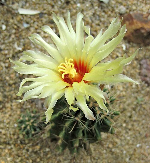 Miniature barrel cactus: 仙人掌-龍王丸 Hamatocactus setispinus (Thelocactus setispinus) [香港嘉道理農場 Kadoorie Farm, Hong Kong]
