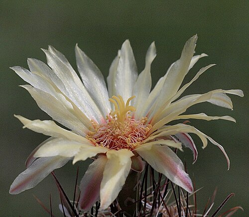 Miniature barrel cactus: Hamatocactus setispinus hamatus SB858