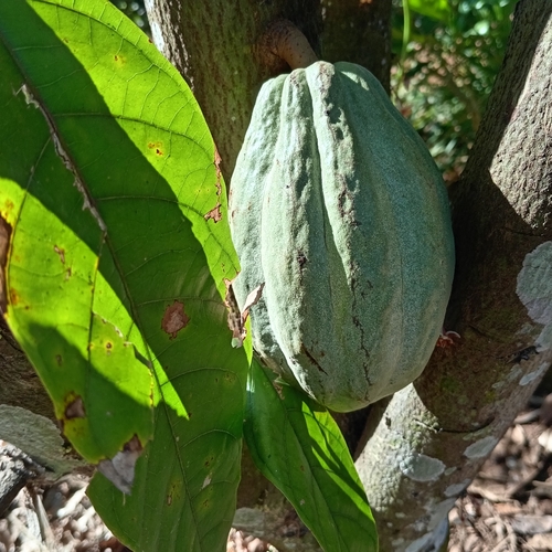 Cocoa tree (Theobroma cacao)