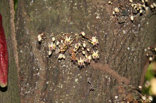 Cocoa tree (Theobroma cacao)