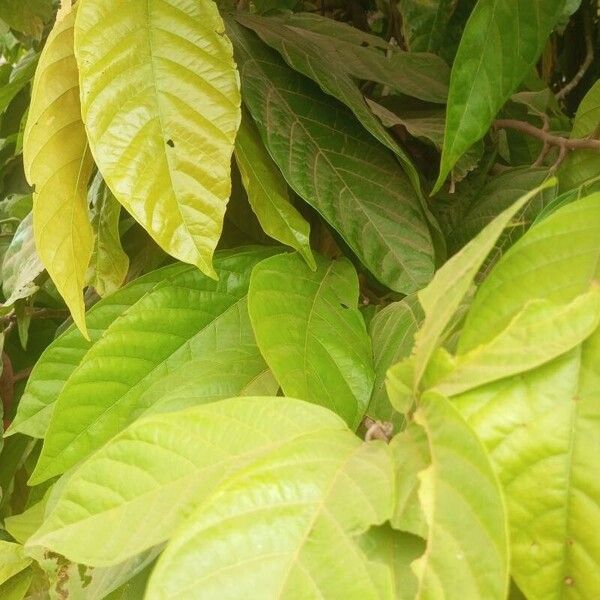 Cocoa tree (Theobroma cacao)