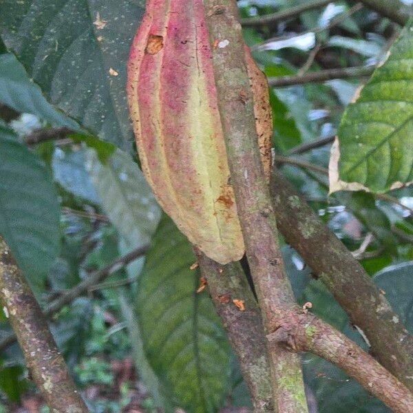 Cocoa tree (Theobroma cacao)