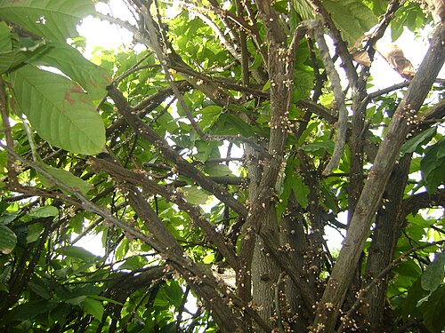 Cocoa tree: Árbol de cacao