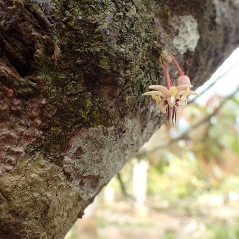 Cocoa tree (Theobroma cacao)