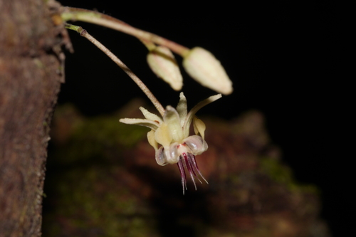 Cocoa tree (Theobroma cacao)