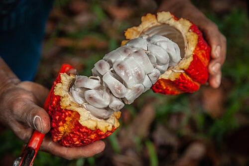 Cocoa tree: In 2018, USAID launched the second-annual Digital Development Awards (the “Digis”) to recognize USAID projects that harness the power of digital tools and data-