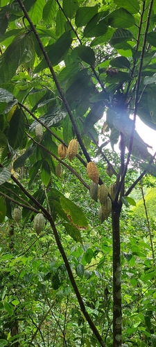 Cocoa tree (Theobroma cacao)