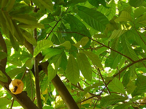Cocoa tree: Sterculiaceae (cacao family) » Theobroma cacao thee-OH-broh-muh or thee-oh-BROH-muh -- meaning, food of the Gods kah-KAY-oh -- possibly from Nahuatl (Aztec lang