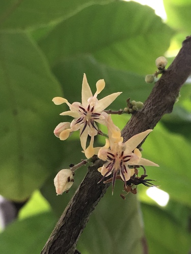 Cocoa tree (Theobroma cacao)