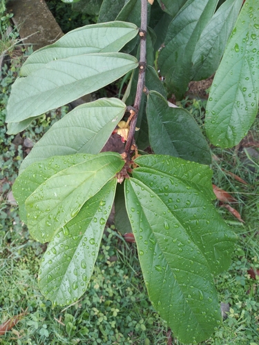 Theobroma (Theobroma grandiflorum)