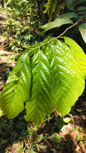 Theobroma (Theobroma grandiflorum)