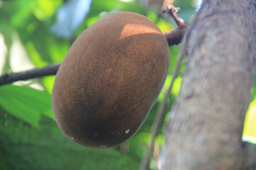Theobroma (Theobroma grandiflorum)