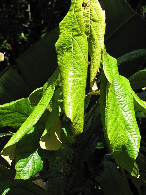 Theobroma: Theobroma grandiflorum (Cupuacu) Leaves at Garden of Eden Keanae, Maui, Hawaii. March 30, 2011 #110330-4072 Image Use Policy Also placed in Sterculiaceae.