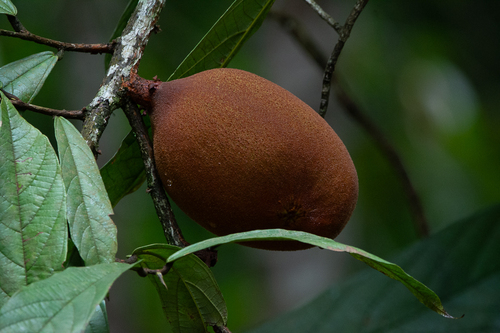 Theobroma (Theobroma grandiflorum)