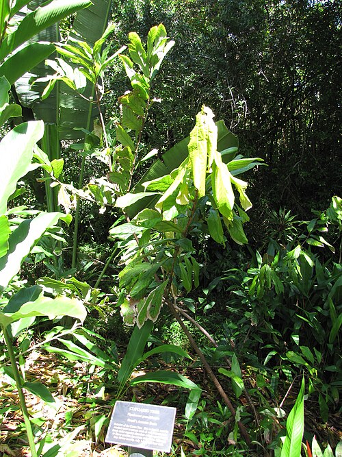Theobroma: Theobroma grandiflorum (Cupuacu) Habit at Garden of Eden Keanae, Maui, Hawaii. March 30, 2011 #110330-4071 Image Use Policy Also placed in Sterculiaceae.