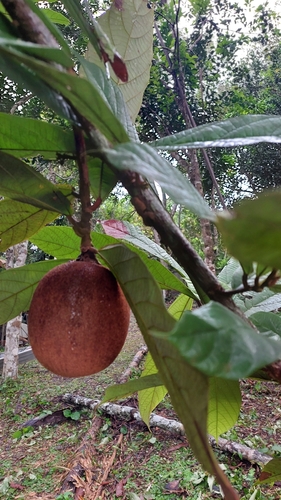 Theobroma (Theobroma grandiflorum)