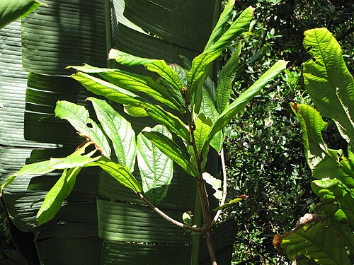 Theobroma: Theobroma grandiflorum (Cupuacu) Leaves at Garden of Eden Keanae, Maui, Hawaii. March 30, 2011 #110330-4073 Image Use Policy Also placed in Sterculiaceae.