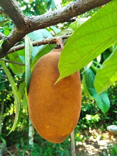Theobroma (Theobroma grandiflorum)