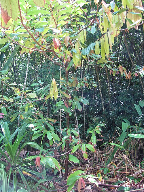 Theobroma: Theobroma grandiflorum (Cupuacu) Habit at Garden of Eden Keanae, Maui, Hawaii. March 30, 2011 #110330-4064 Image Use Policy Also placed in Sterculiaceae.