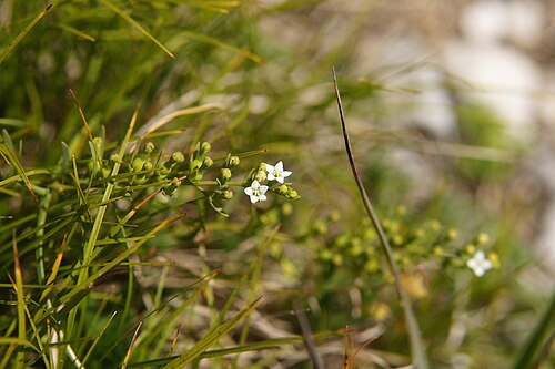 Thesium alpinum: Alpska lanika na Macesnovcu.