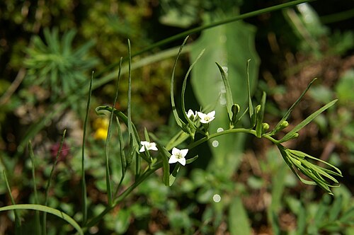 Thesium alpinum: Alpska lanika na Kepi.