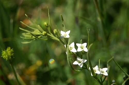 Thesium alpinum: Alpska lanika na Kepi.